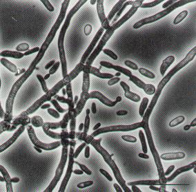 Untreated Blastospores of B. bassiana